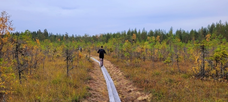 Vandring på spång i naturen