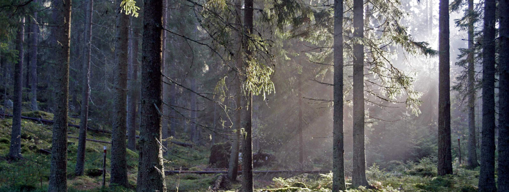 Skogen