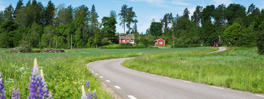 En väg genom svenska landskapet med röda hus i bakgrunden och lupiner i förgrunden.